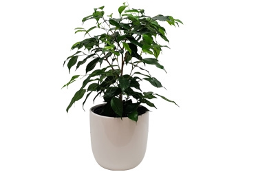 17cm Ficus Benjamina in ceramic.jpg